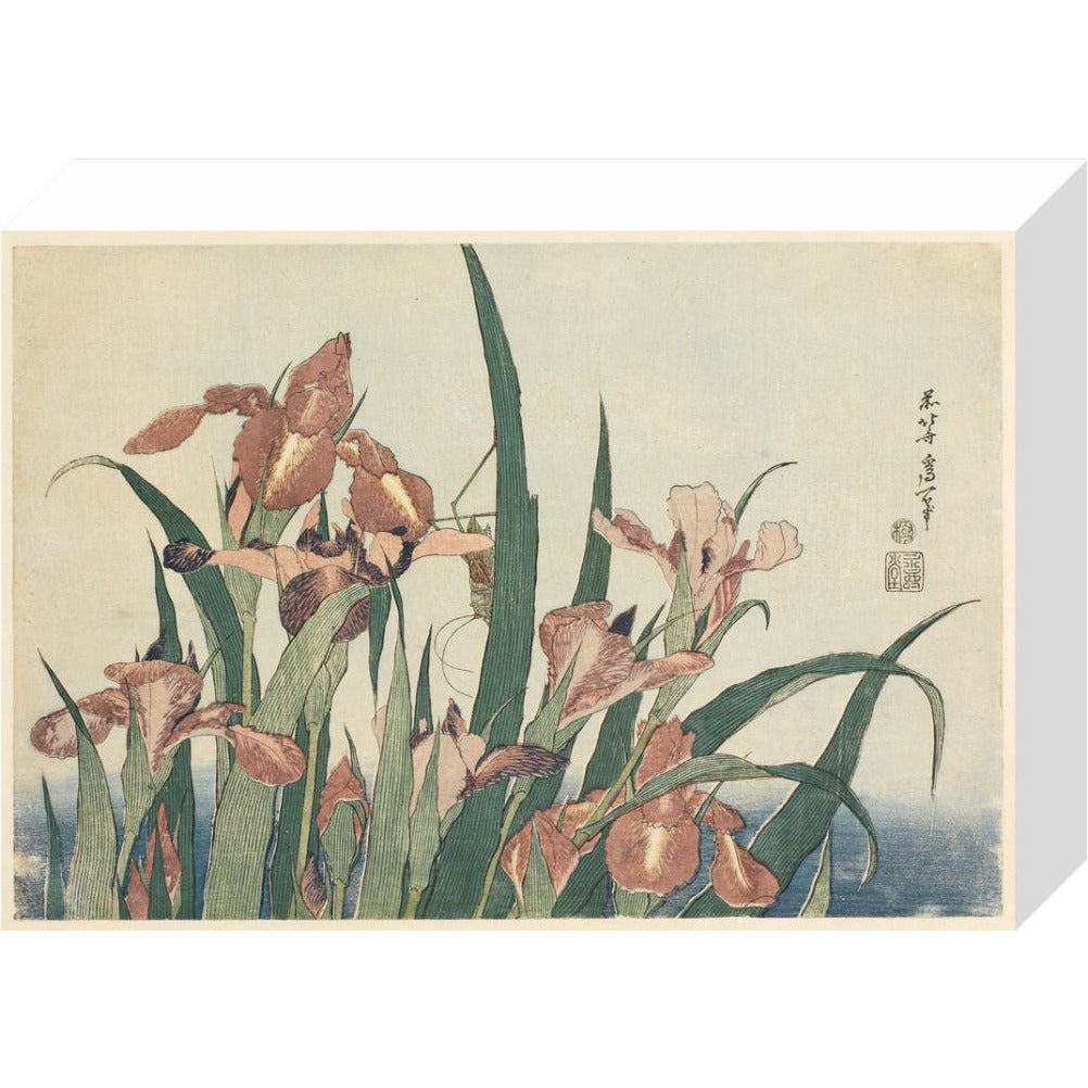 Irises and grasshopper - Art print