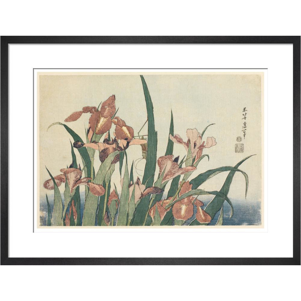 Irises and grasshopper - Art print