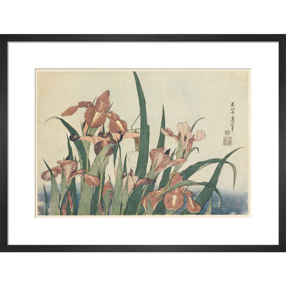 Irises and grasshopper - Art print