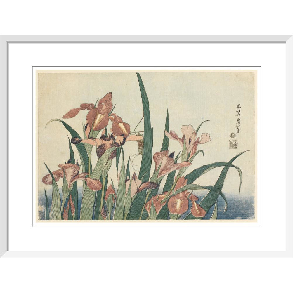 Irises and grasshopper - Art print