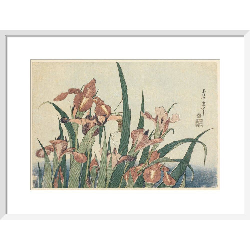Irises and grasshopper - Art print