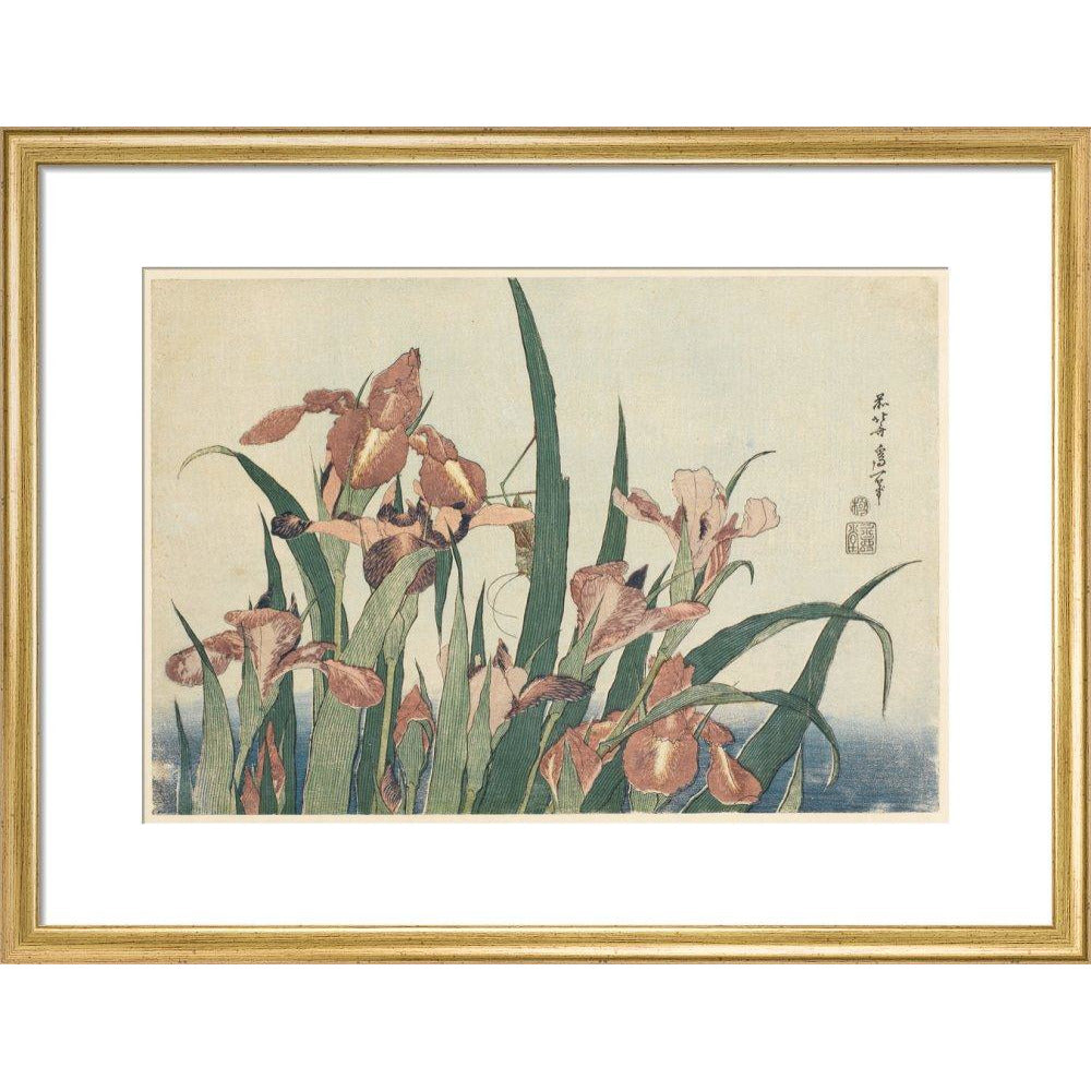 Irises and grasshopper - Art print