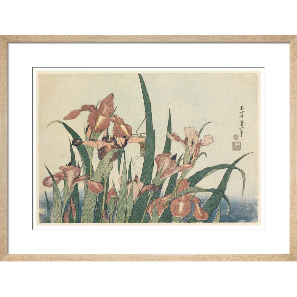 Irises and grasshopper - Art print