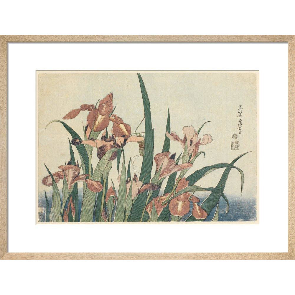 Irises and grasshopper - Art print