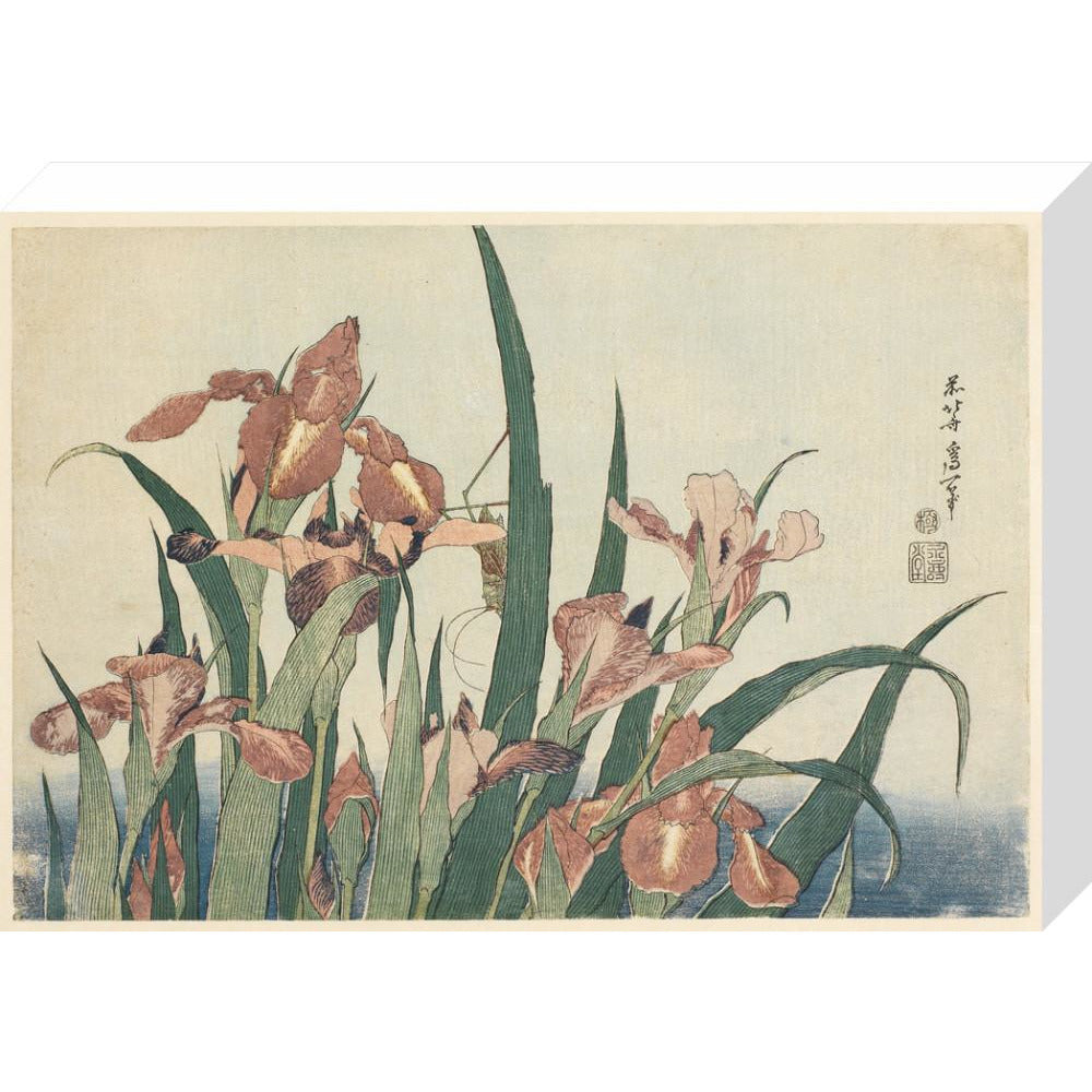 Irises and grasshopper - Art print