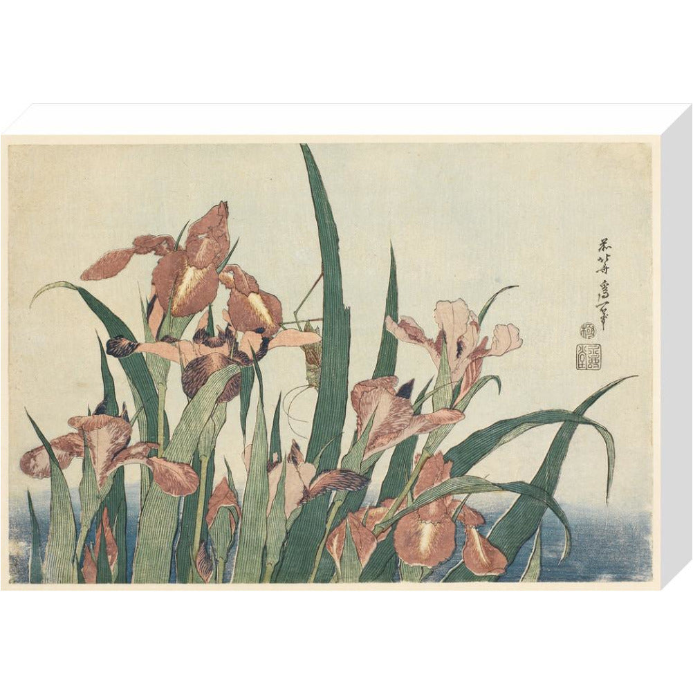 Irises and grasshopper - Art print
