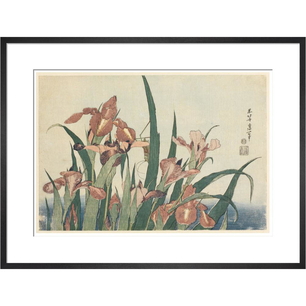 Irises and grasshopper - Art print