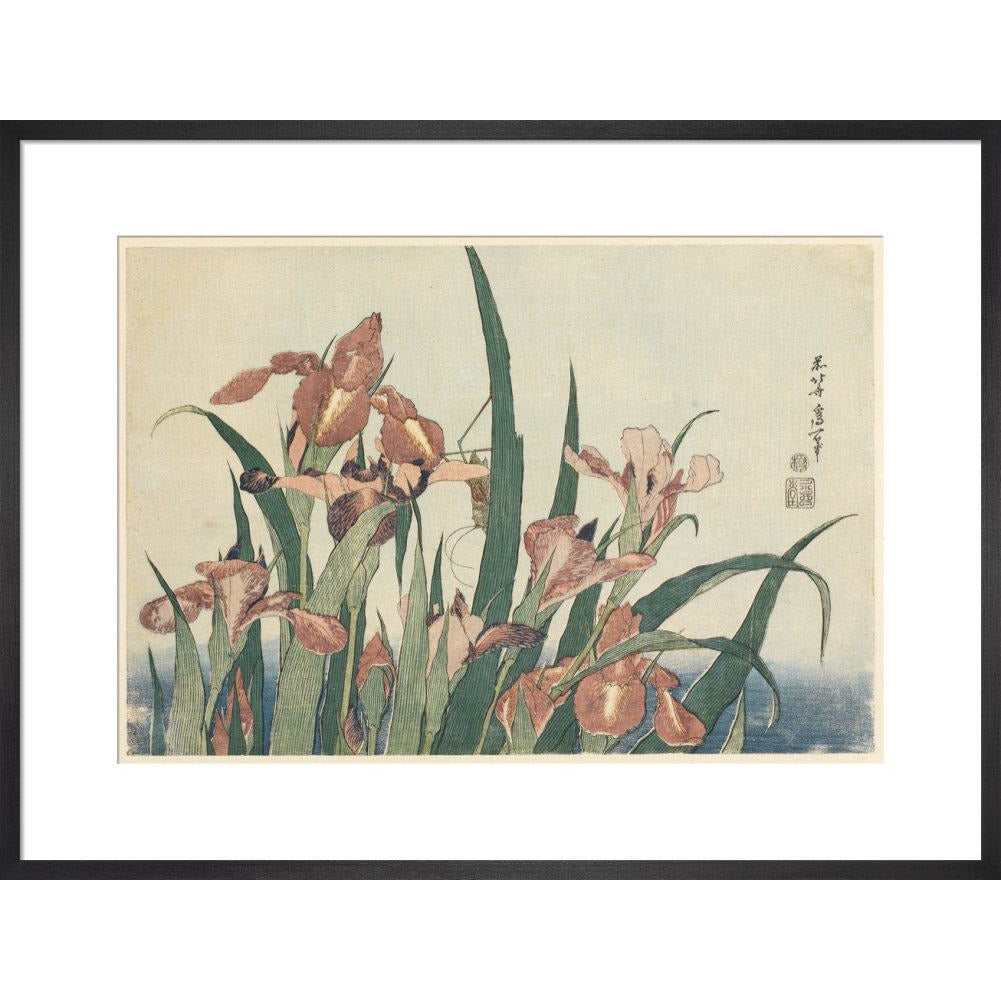 Irises and grasshopper - Art print