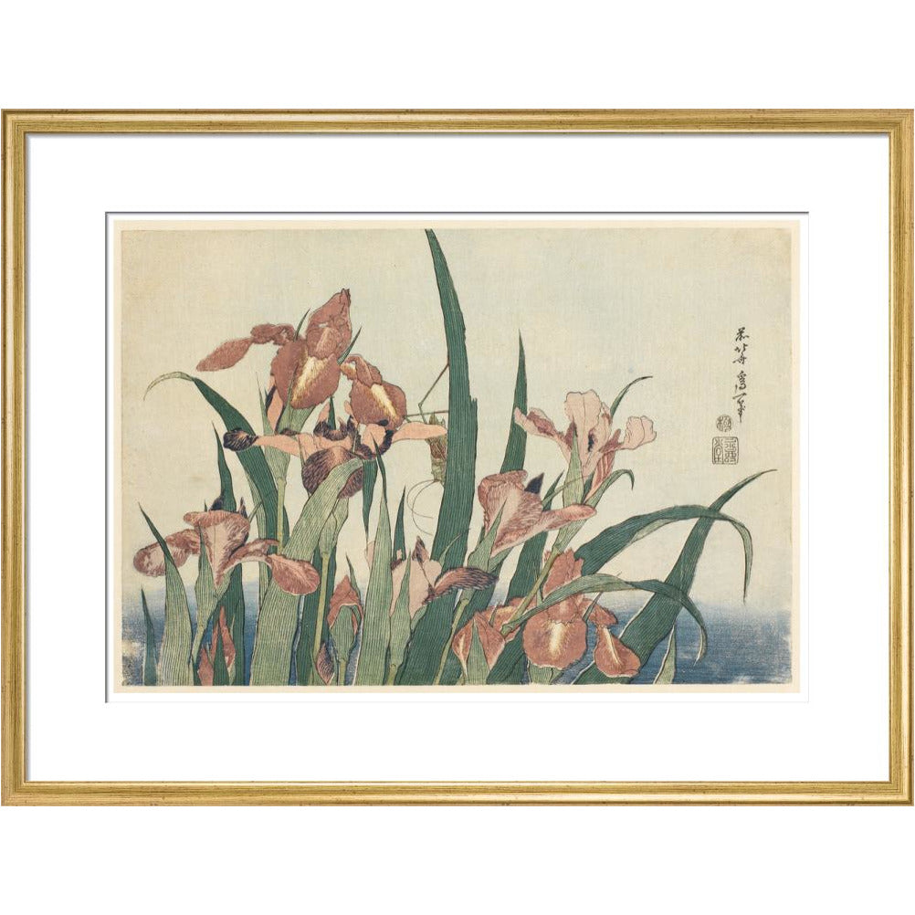 Irises and grasshopper - Art print