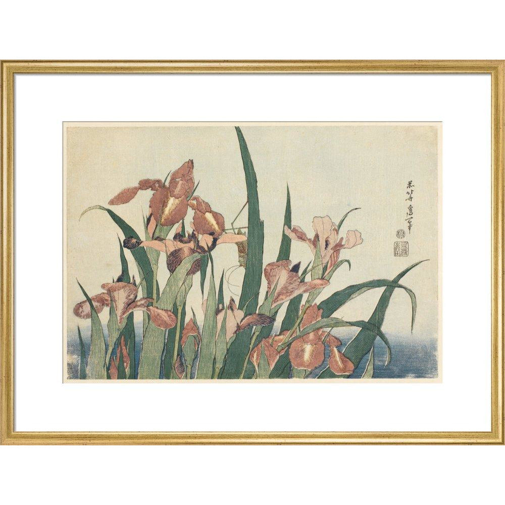 Irises and grasshopper - Art print