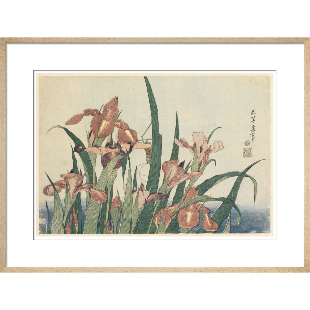 Irises and grasshopper - Art print