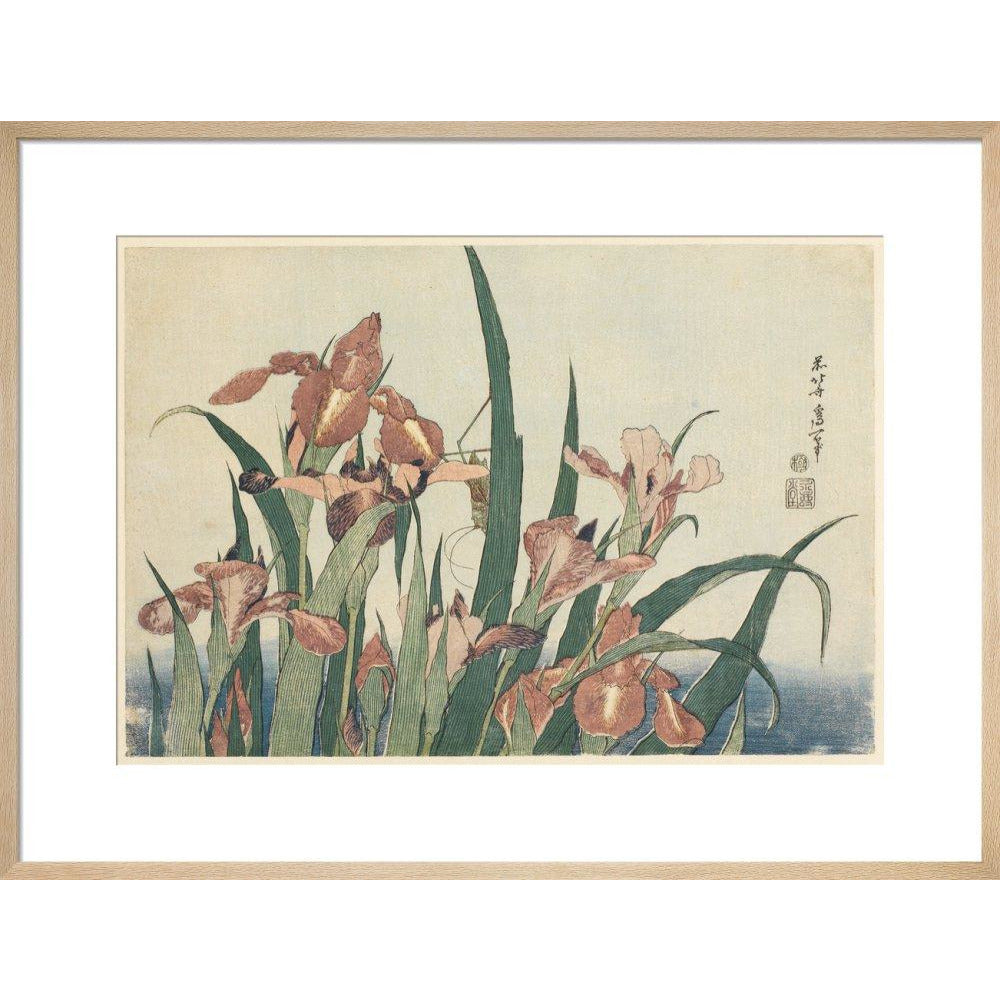 Irises and grasshopper - Art print