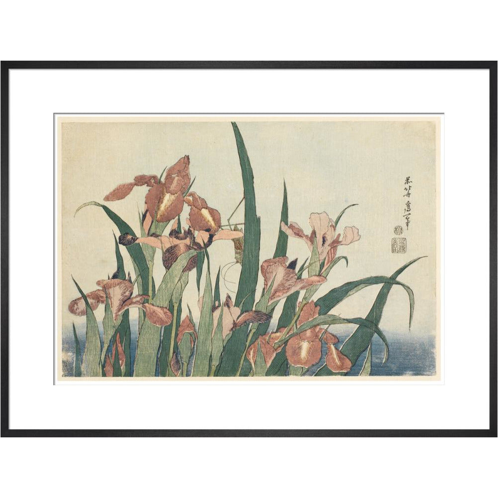 Irises and grasshopper - Art print