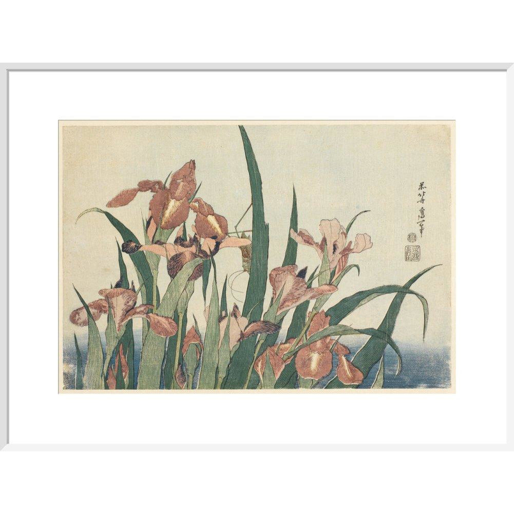 Irises and grasshopper - Art print