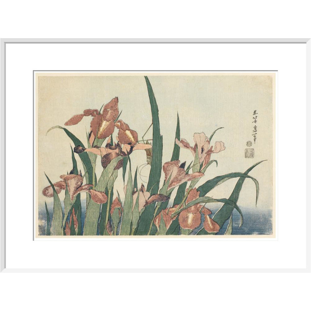 Irises and grasshopper - Art print