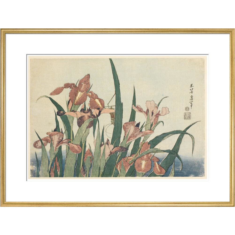 Irises and grasshopper - Art print