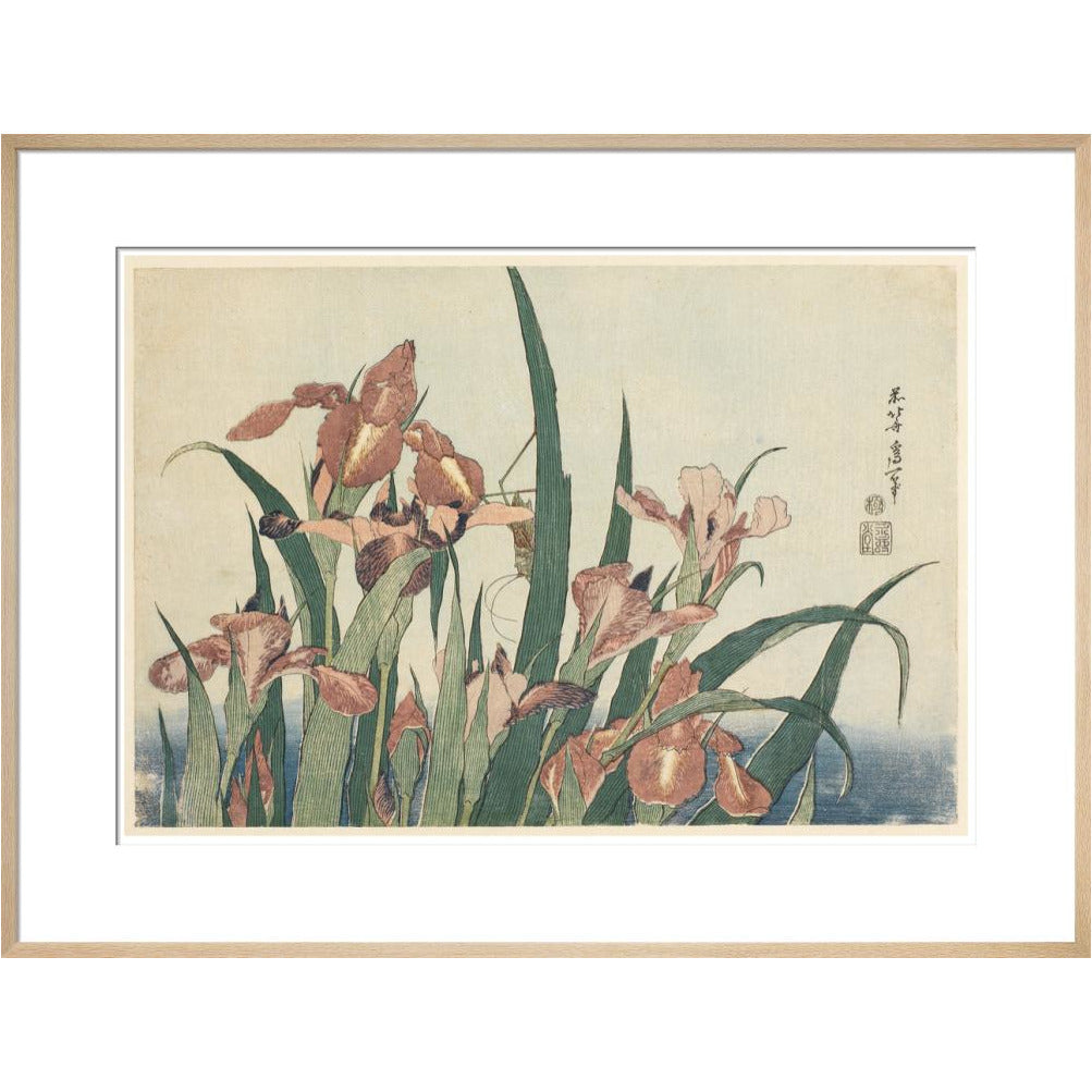 Irises and grasshopper - Art print