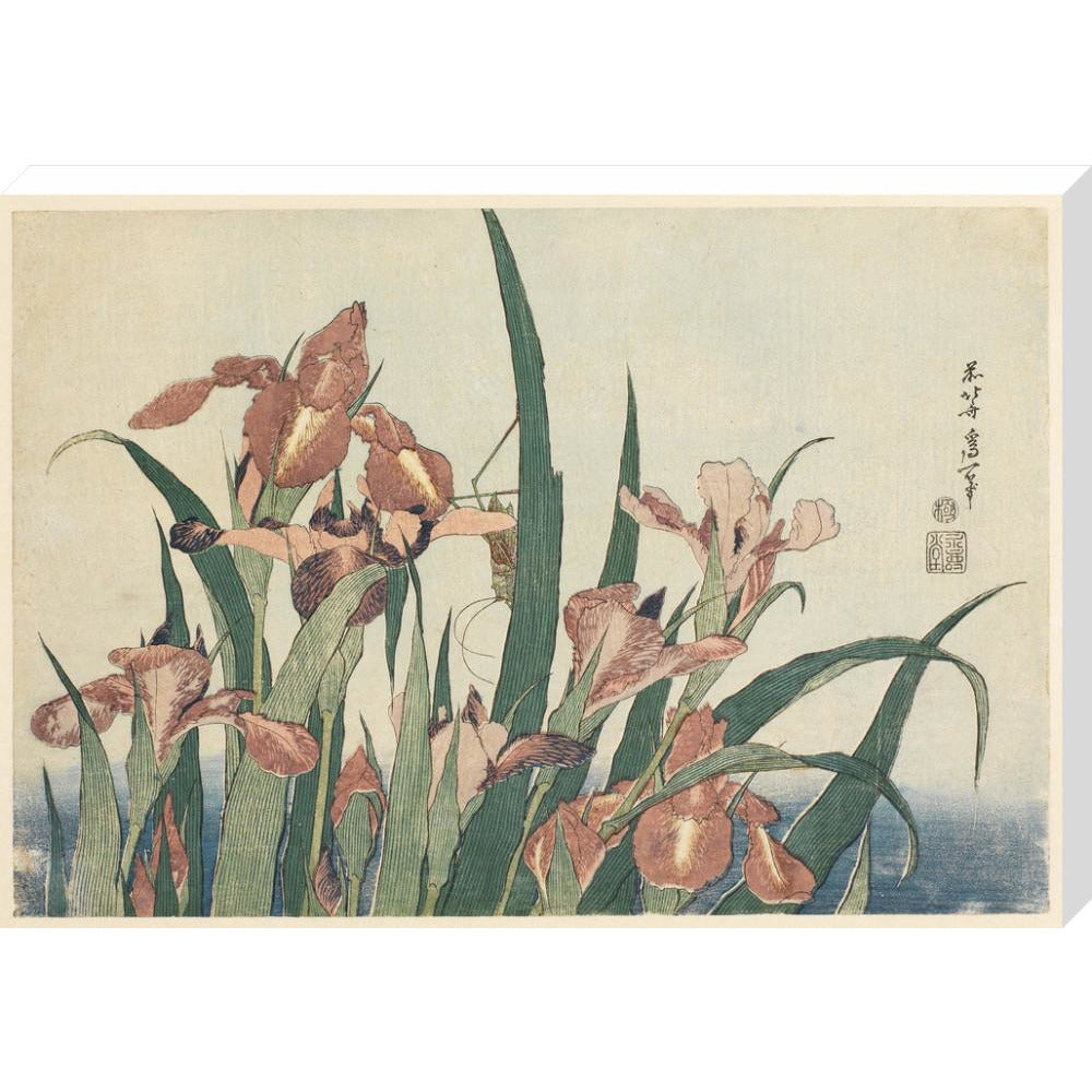 Irises and grasshopper - Art print