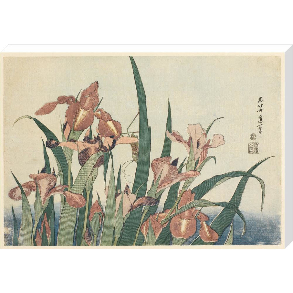 Irises and grasshopper - Art print