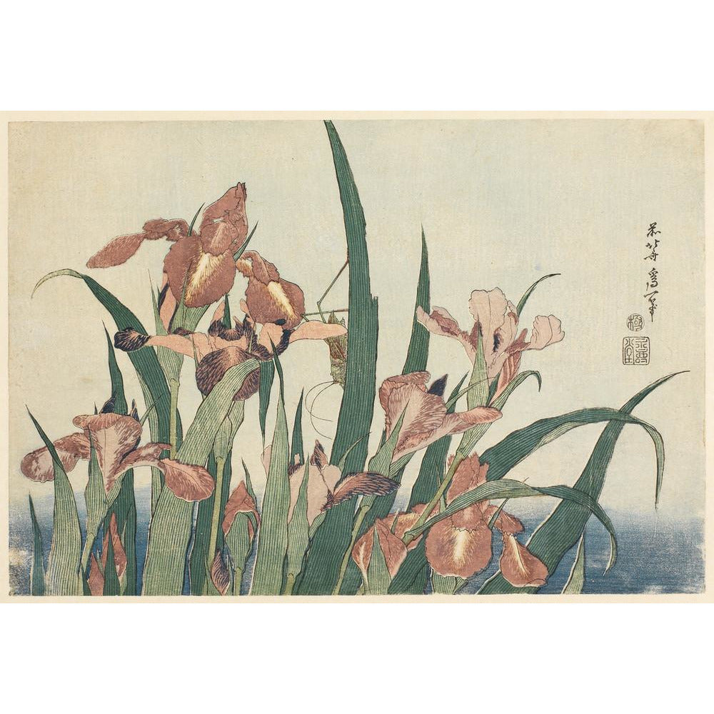 Irises and grasshopper - Art print
