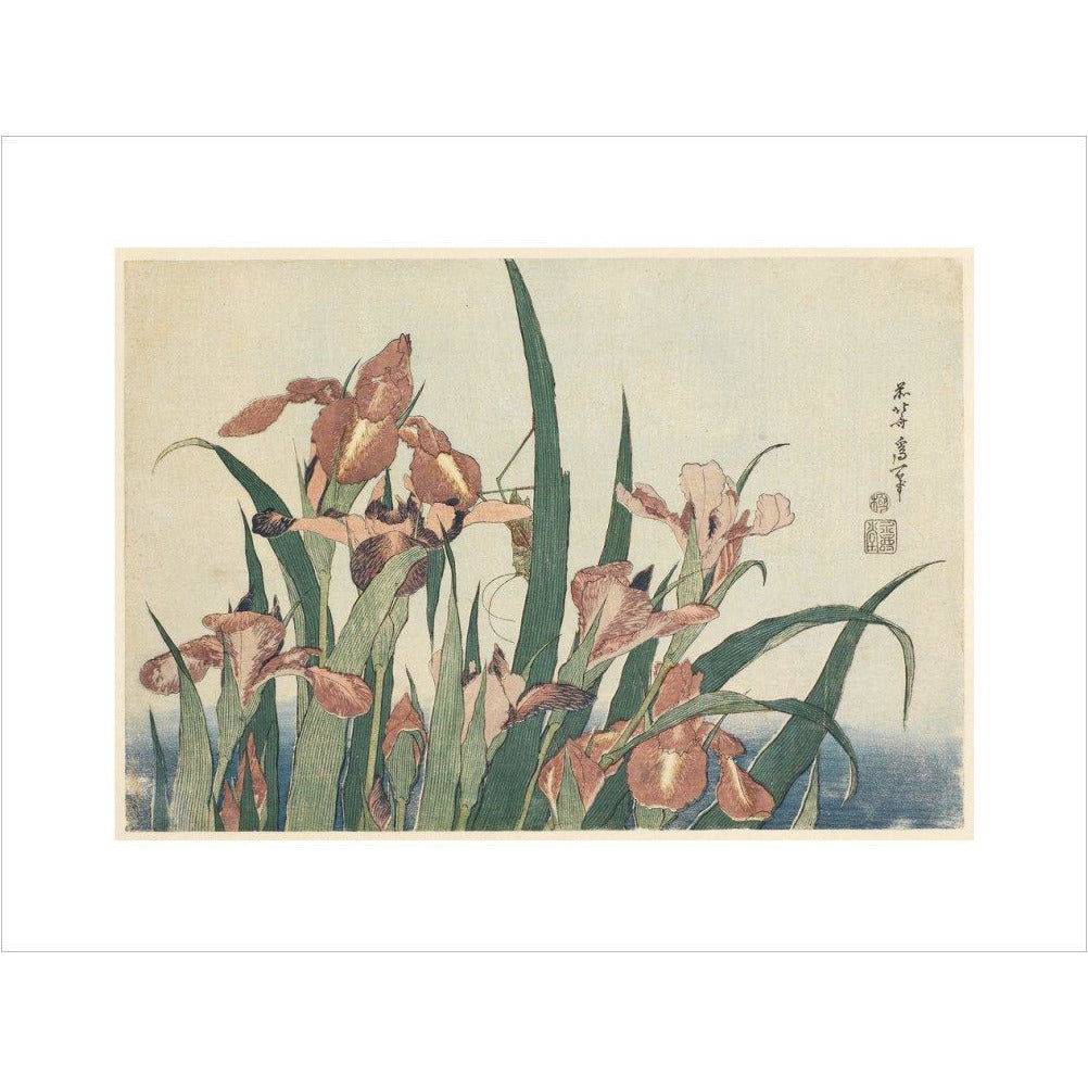 Irises and grasshopper - Art print