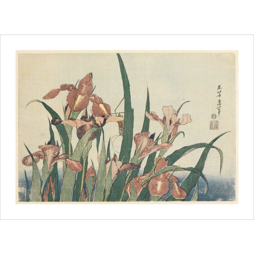 Irises and grasshopper - Art print