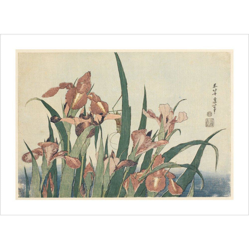 Irises and grasshopper - Art print