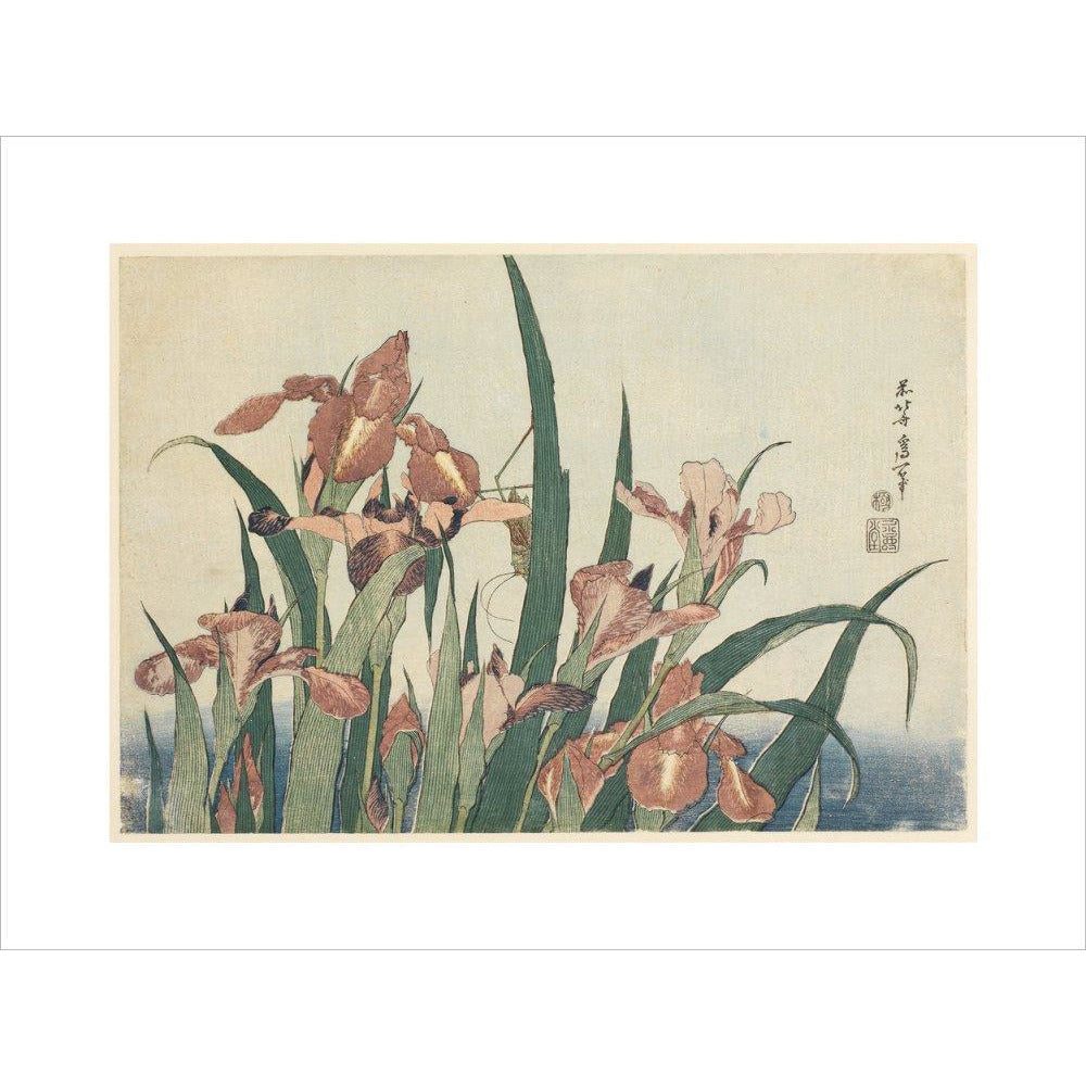 Irises and grasshopper - Art print