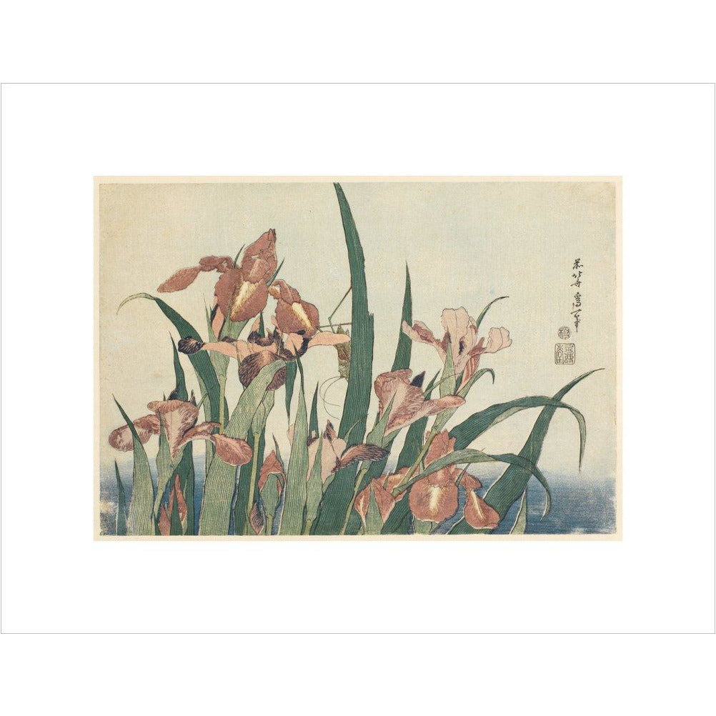 Irises and grasshopper - Art print