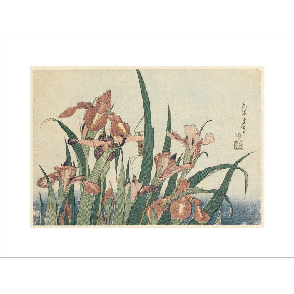 Irises and grasshopper - Art print