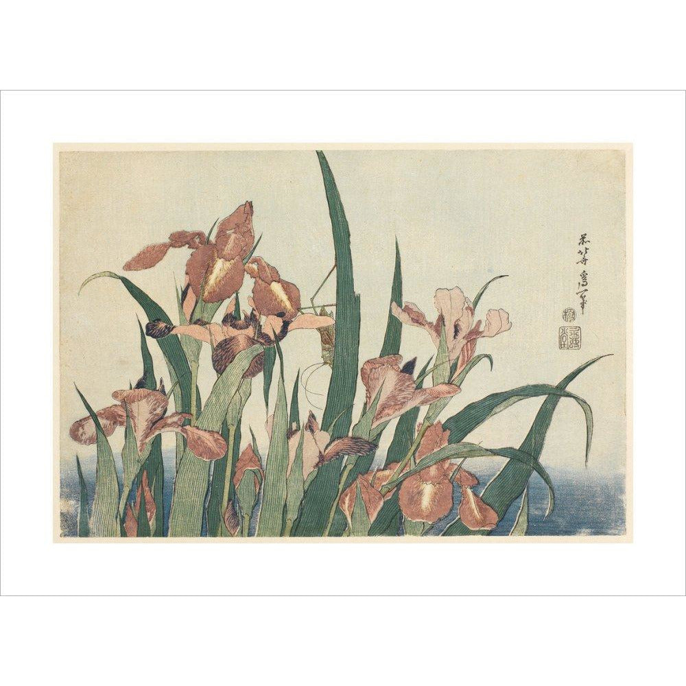 Irises and grasshopper - Art print