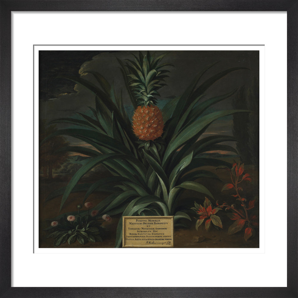 Pineapple grown in Sir Matthew Decker's garden - Art print