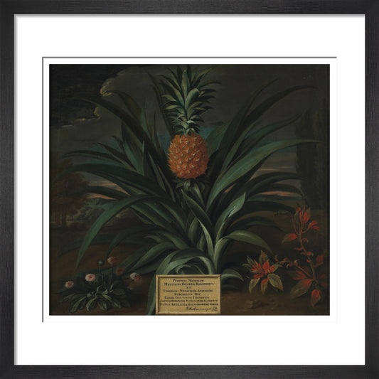 Pineapple grown in Sir Matthew Decker's garden - Art print