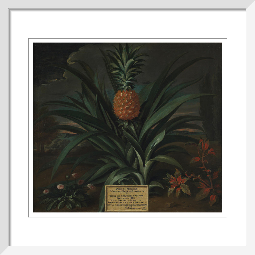 Pineapple grown in Sir Matthew Decker's garden - Art print