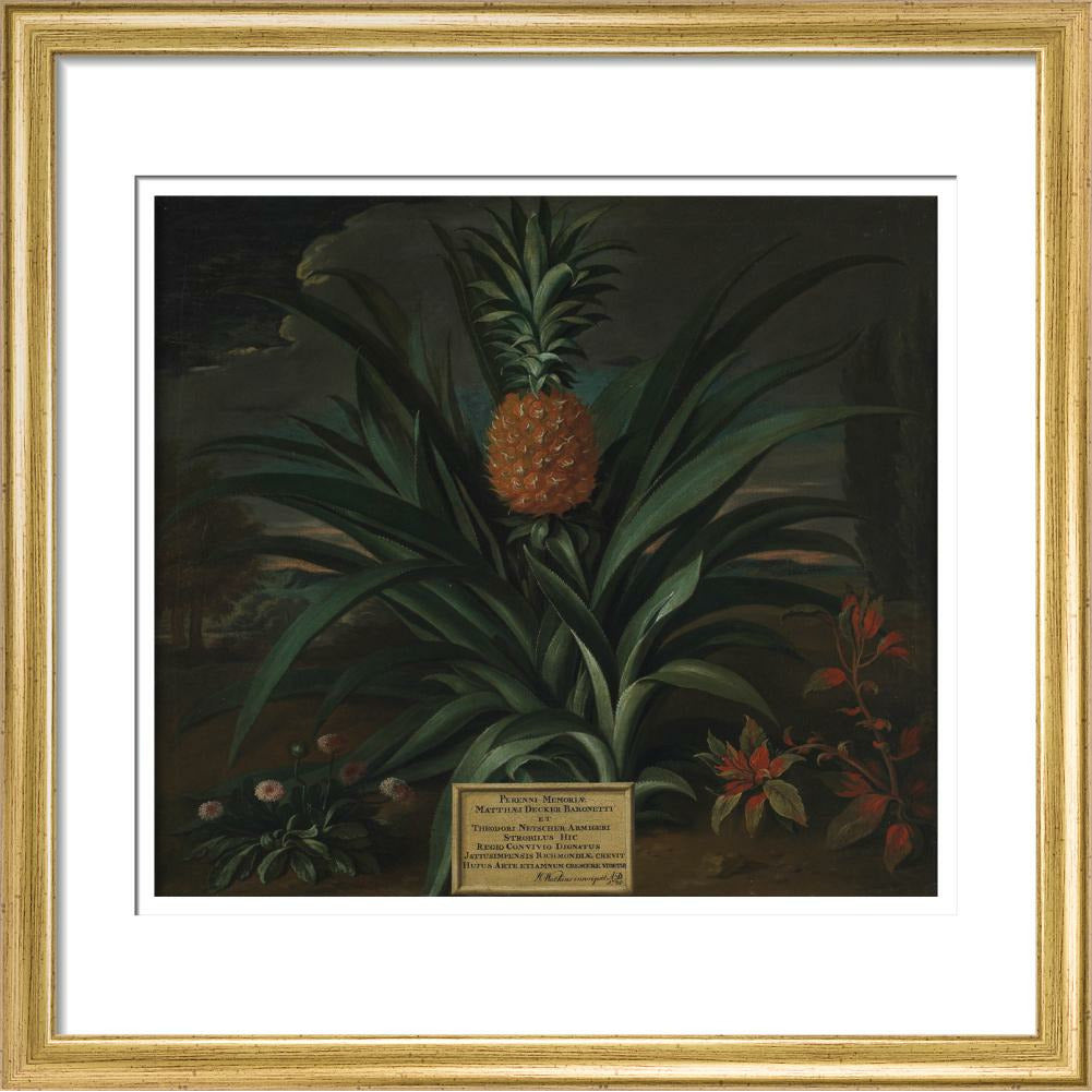 Pineapple grown in Sir Matthew Decker's garden - Art print