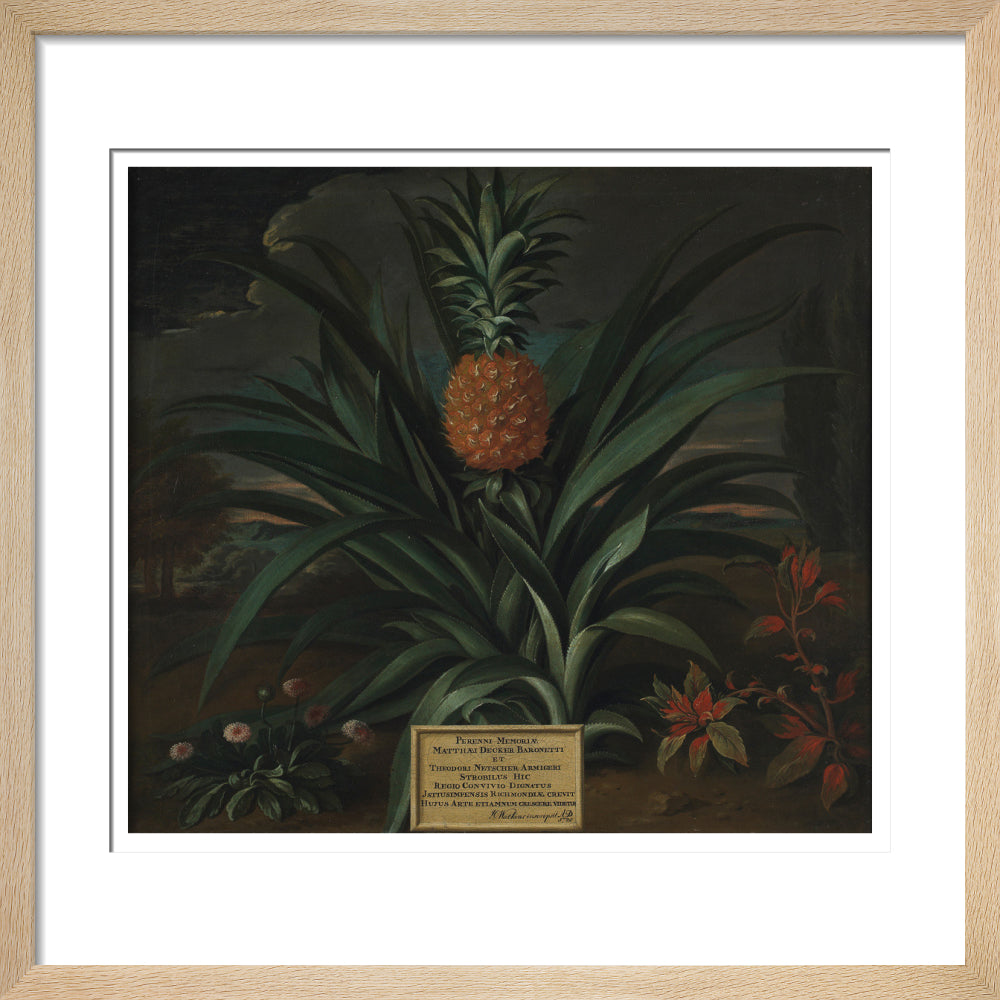 Pineapple grown in Sir Matthew Decker's garden - Art print