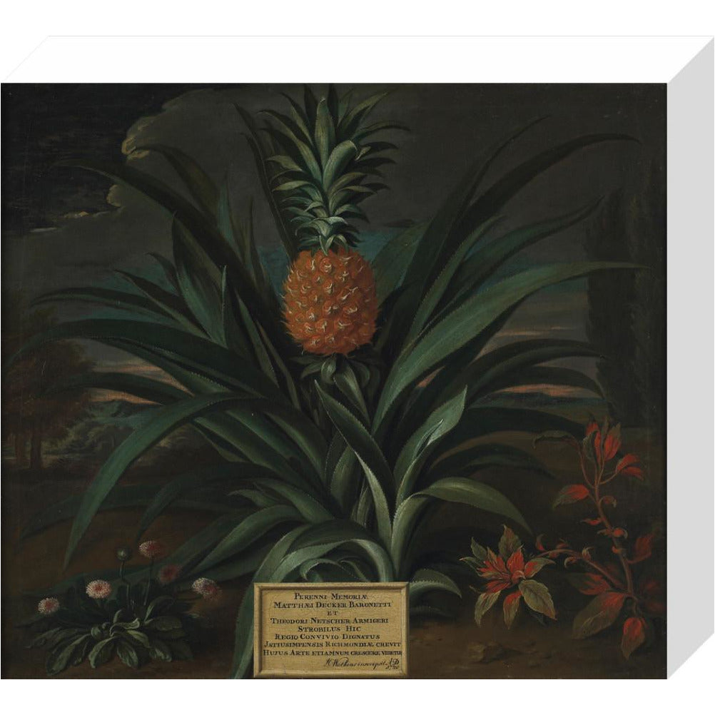 Pineapple grown in Sir Matthew Decker's garden - Art print