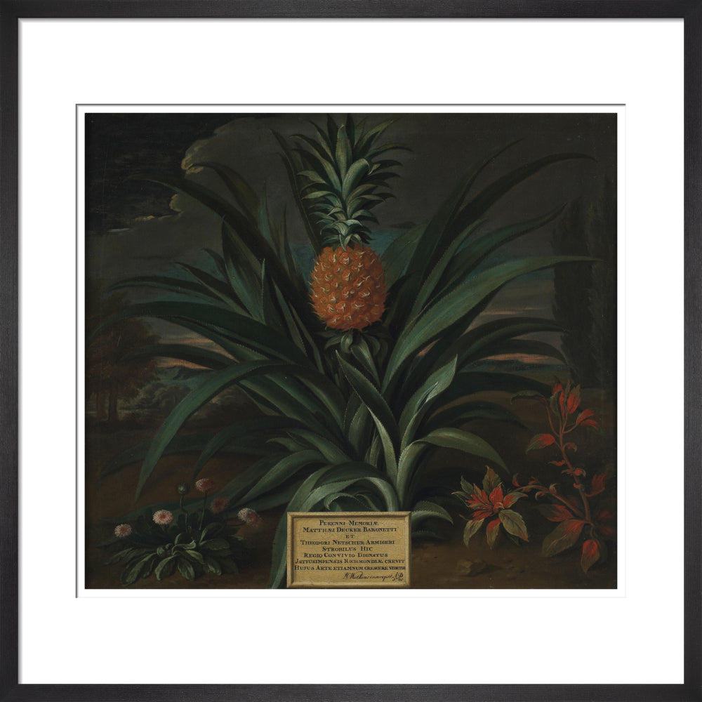 Pineapple grown in Sir Matthew Decker's garden - Art print