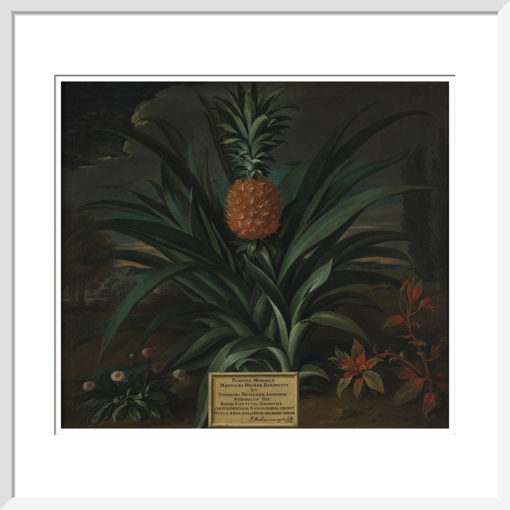 Pineapple grown in Sir Matthew Decker's garden - Art print