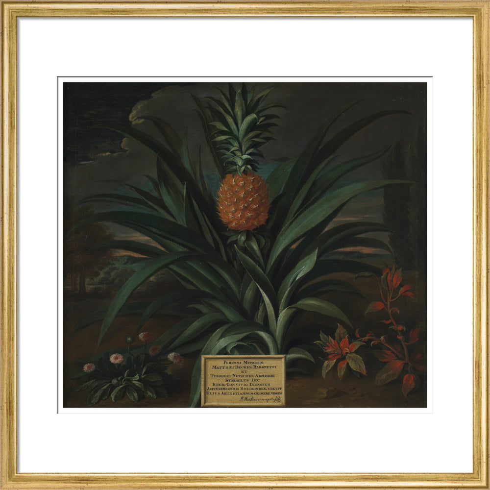 Pineapple grown in Sir Matthew Decker's garden - Art print