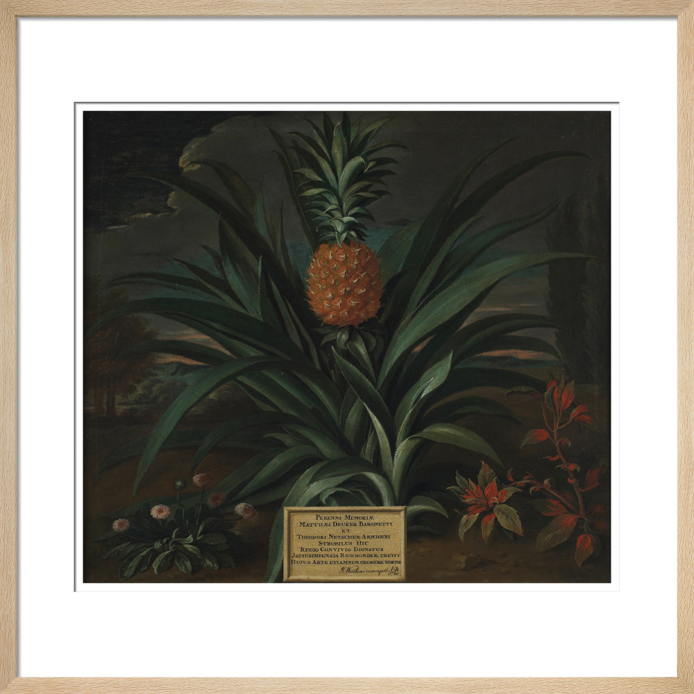 Pineapple grown in Sir Matthew Decker's garden - Art print