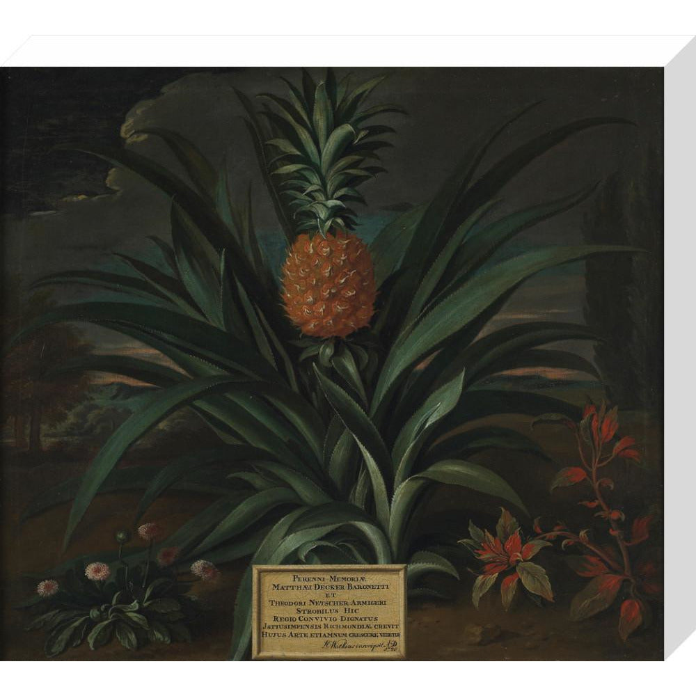 Pineapple grown in Sir Matthew Decker's garden - Art print