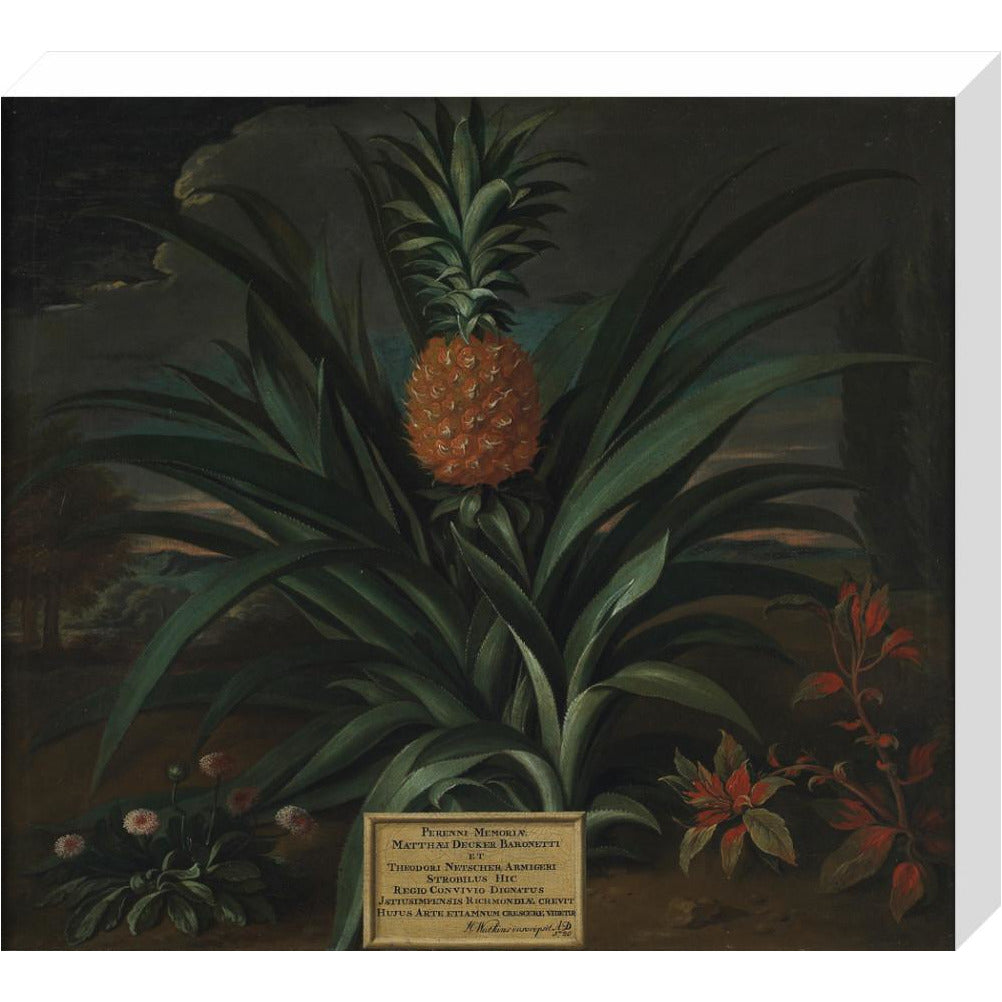 Pineapple grown in Sir Matthew Decker's garden - Art print