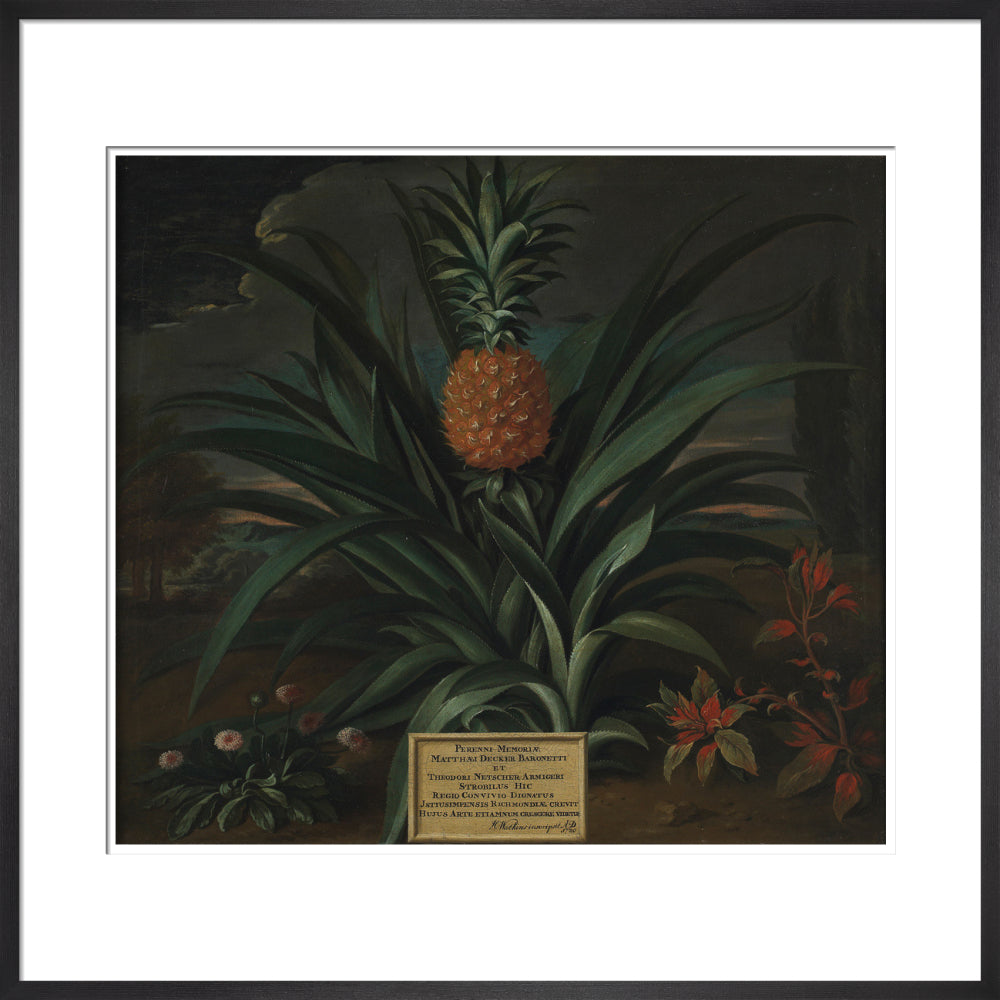 Pineapple grown in Sir Matthew Decker's garden - Art print