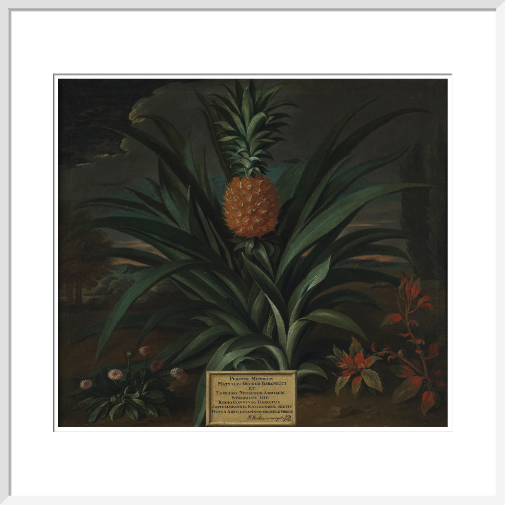 Pineapple grown in Sir Matthew Decker's garden - Art print