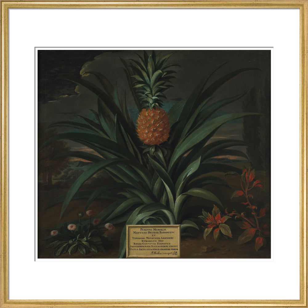 Pineapple grown in Sir Matthew Decker's garden - Art print