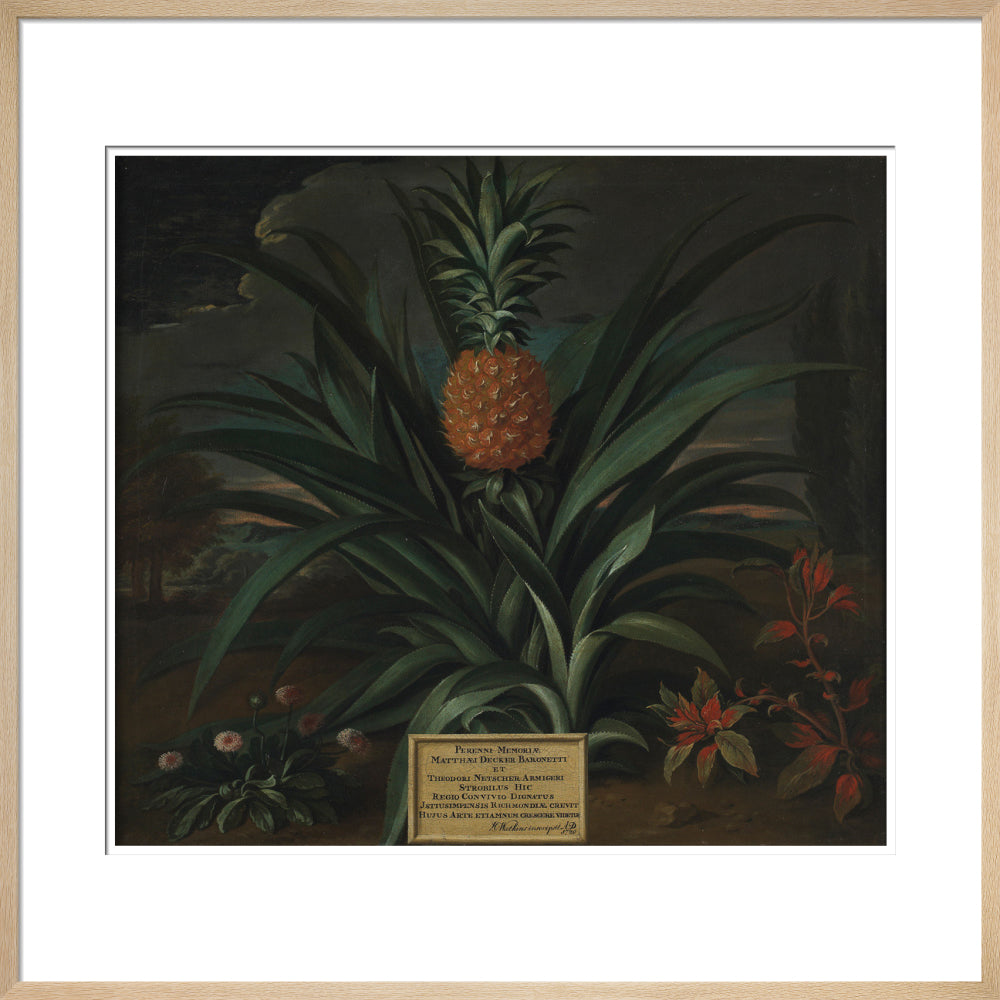 Pineapple grown in Sir Matthew Decker's garden - Art print
