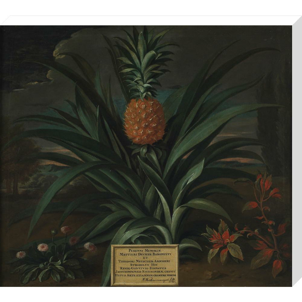 Pineapple grown in Sir Matthew Decker's garden - Art print