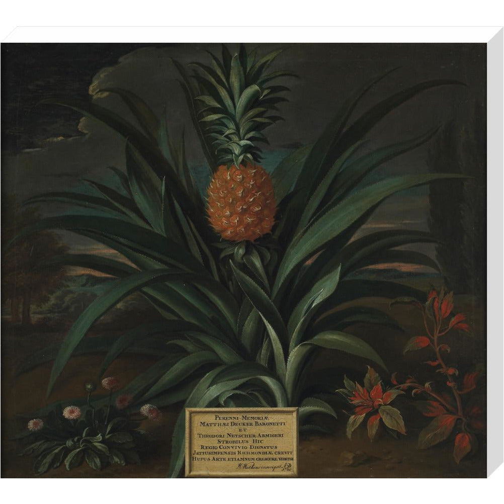 Pineapple grown in Sir Matthew Decker's garden - Art print