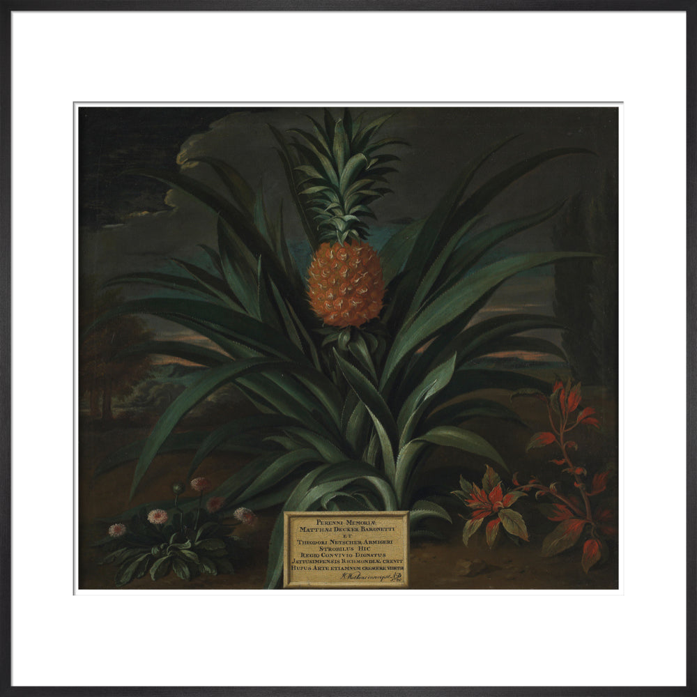 Pineapple grown in Sir Matthew Decker's garden - Art print